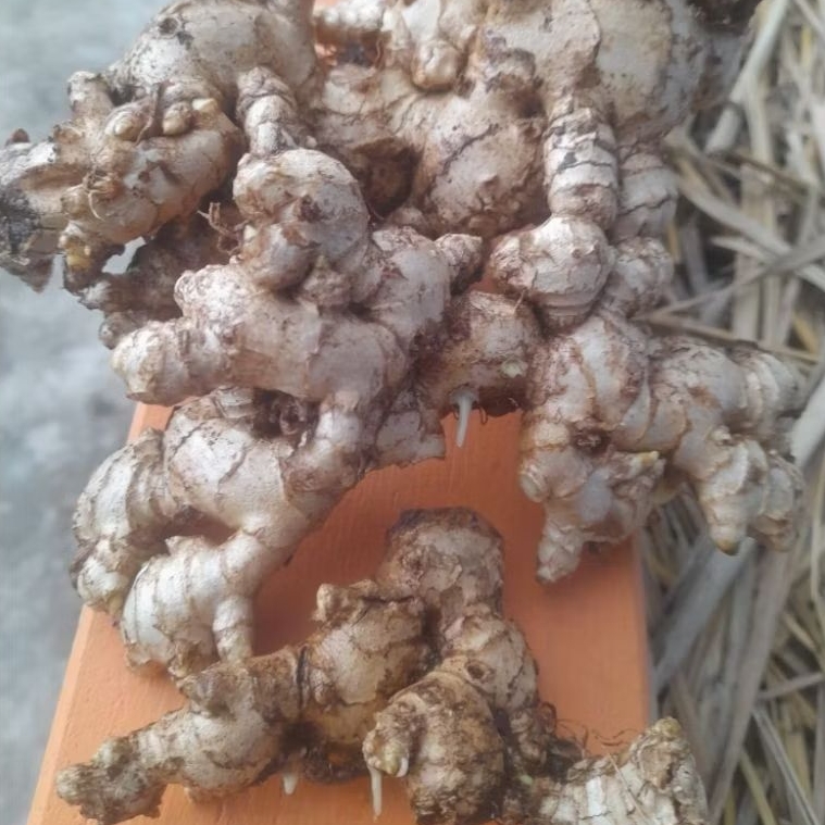 Jahe emprit  1 kg