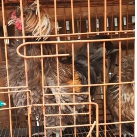 sepasang ayam poland ayam hias poland ayam jambul