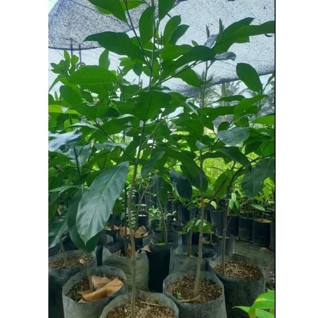 bibit cempedak guling tinggi 90/1meter original100%
