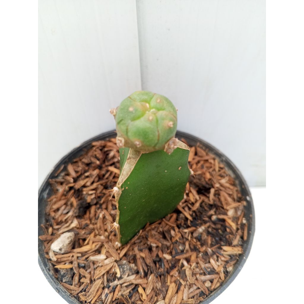 Lophophora grafting
