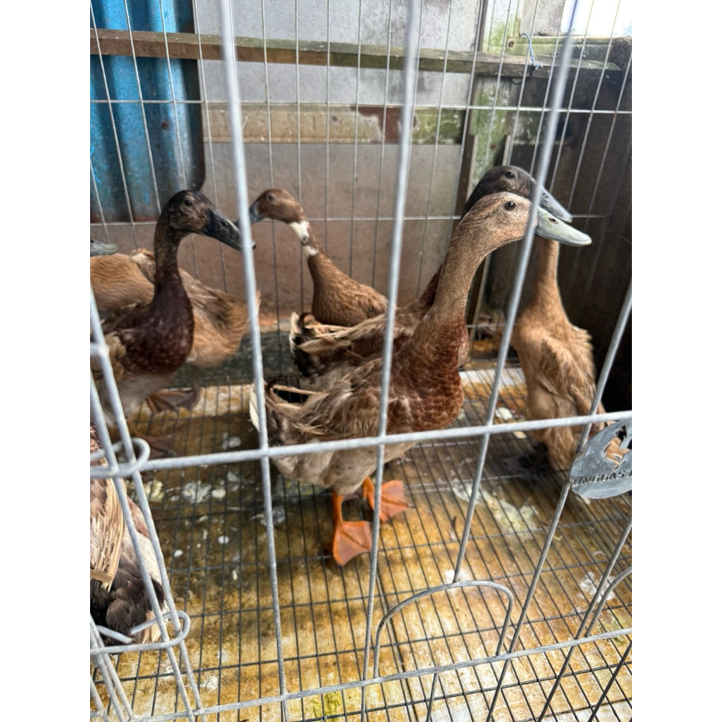 BEBEK MOJOSARI PETELUR DEWASA / REMAJA