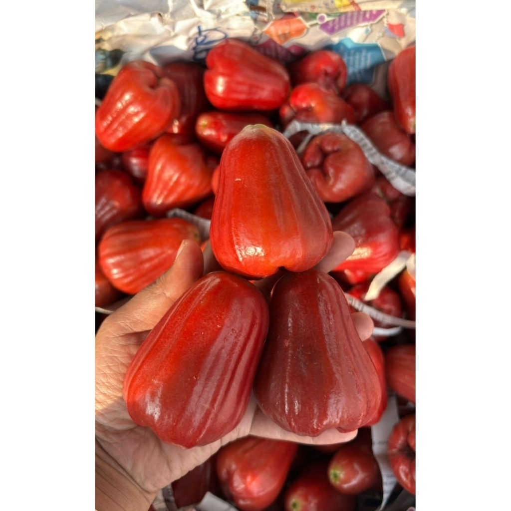 jambu citra jumbo