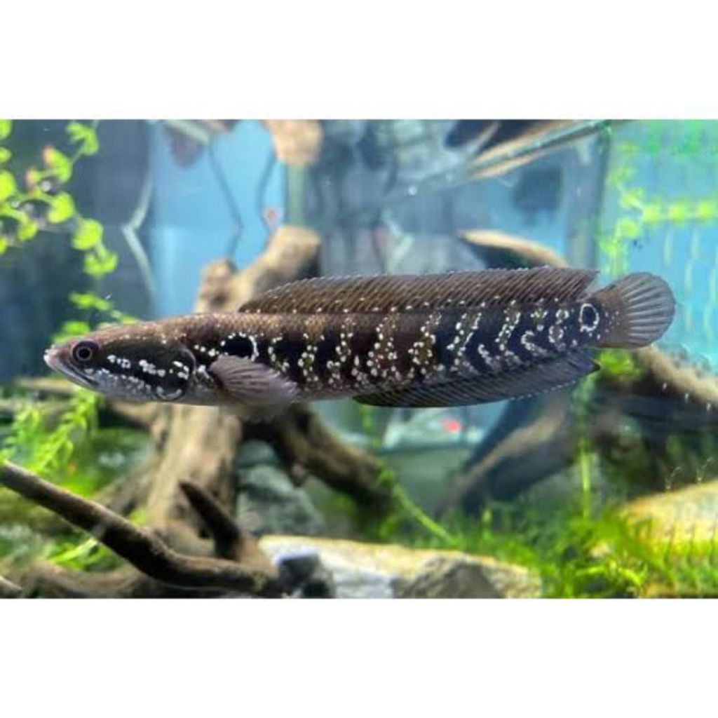 Ikan hias channa asiatica ws size 7-8 cm full pellet
