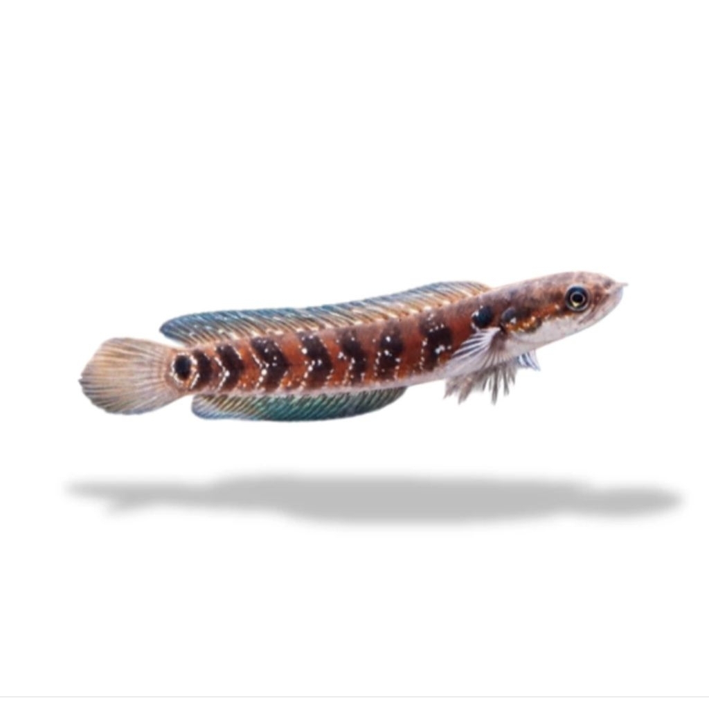 stiker berbentuk Asiatica Kalimaya 8 cm asiatica China asiatica redspot Channa asiatica rsp