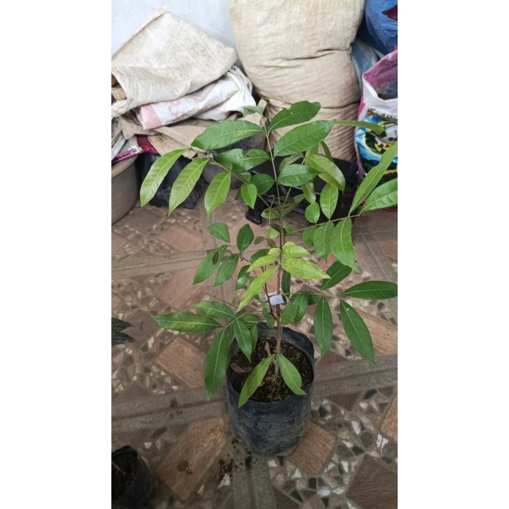 bibit tanaman buan leci... bibit pohon leci