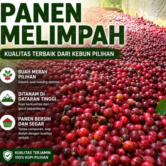 10 Biji Benih Kopi Arabika Ateng Super Garansi