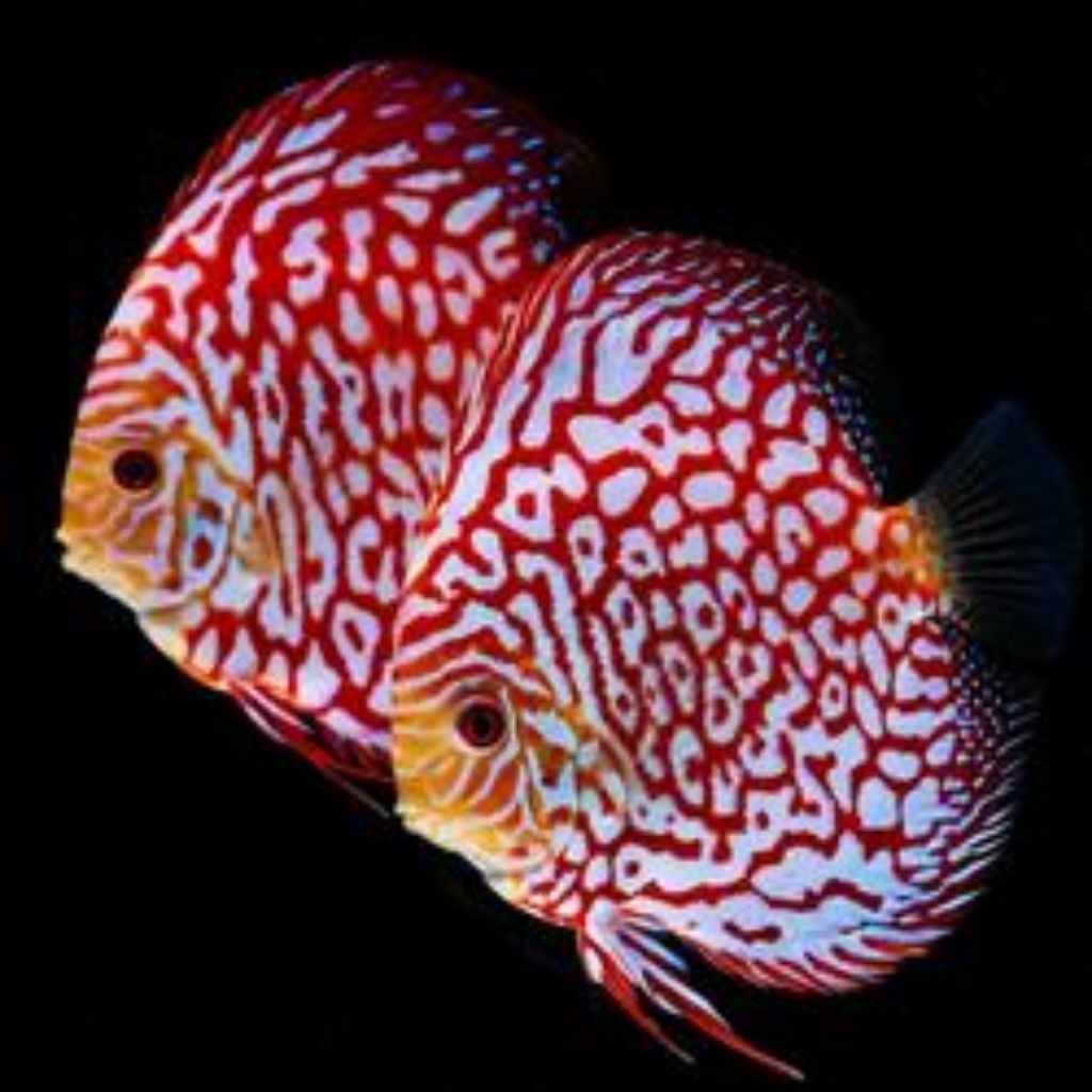 DISCUS 4"/4inch TOP GRADE