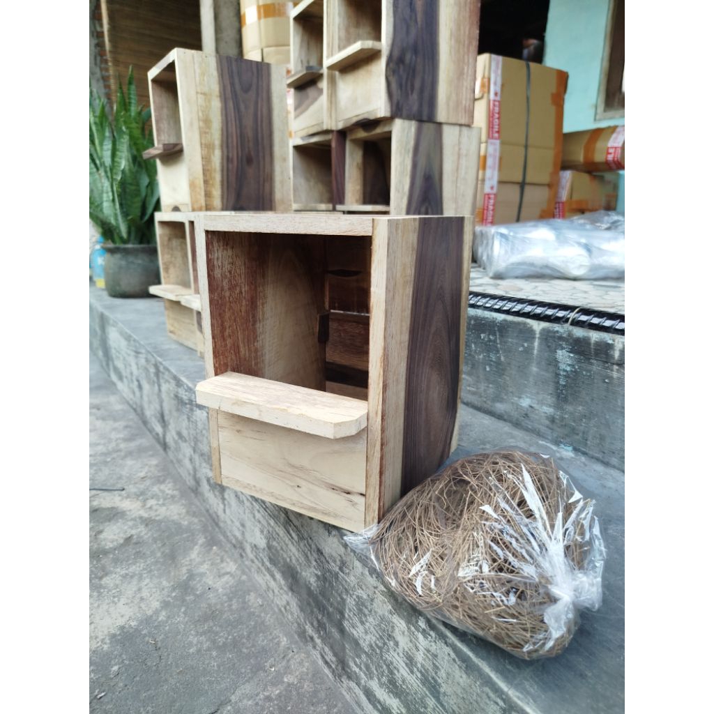 Glodok Murai Jalak Glodok Ternak Murai Bonus Sarang