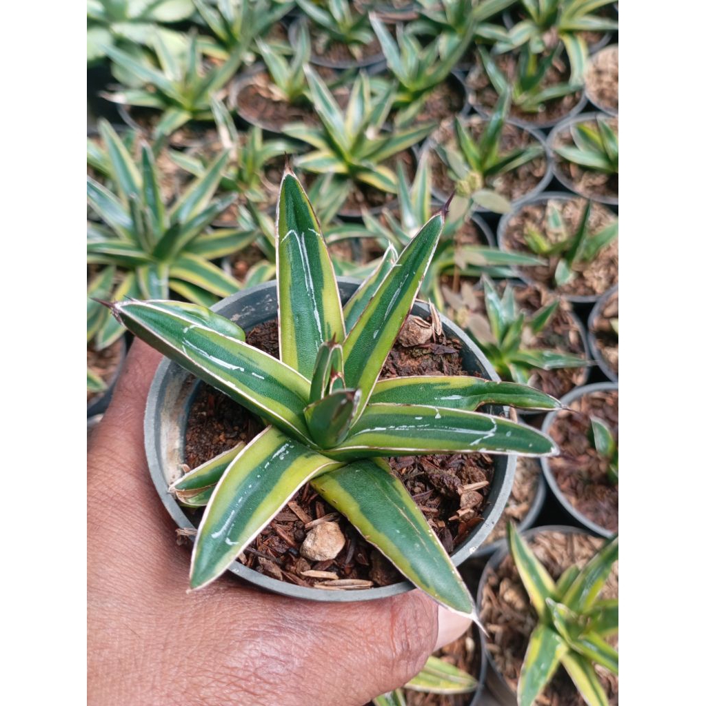 agave Victoria reginae parigata