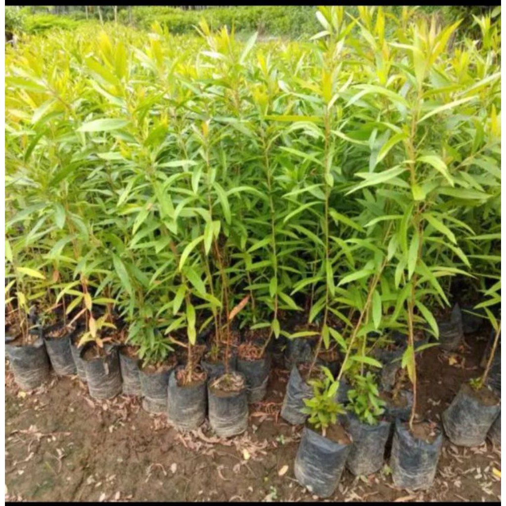 Bibit Tanaman Kayu Putih | Bibit Pohon Kayu Putih Asli