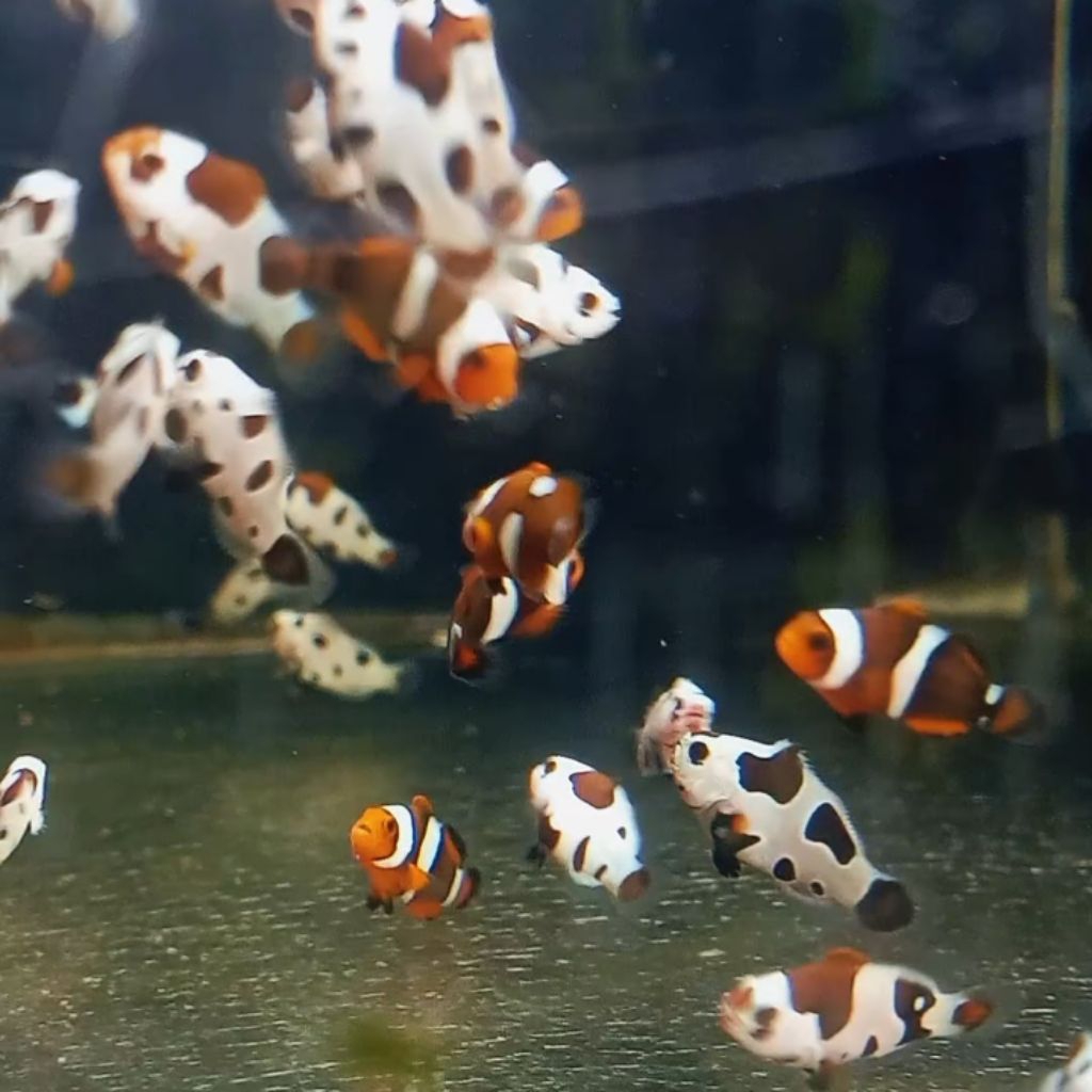 Clownfish Nemo Hybrid Baby BlackStrom,Mochastrom clownfish