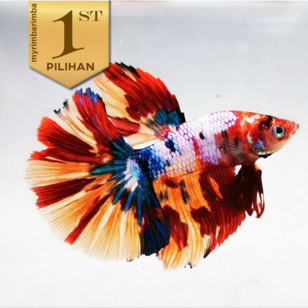 Cupang Halfmoon Multicolor Ikan Hias Aquascape Hiasan Aquarium Tanaman