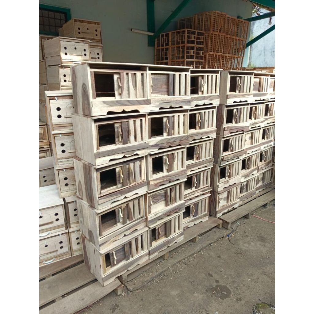 gupon merpati kayu sonokeling.