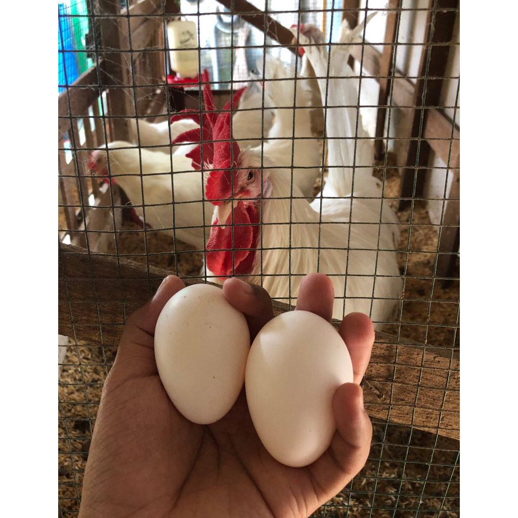 Telur fertil white leghorn