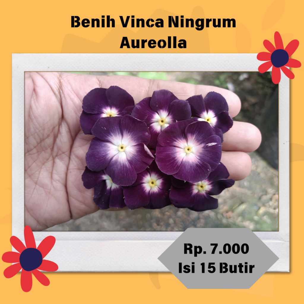 Benih / Biji Vinca Ningrum Aureolla