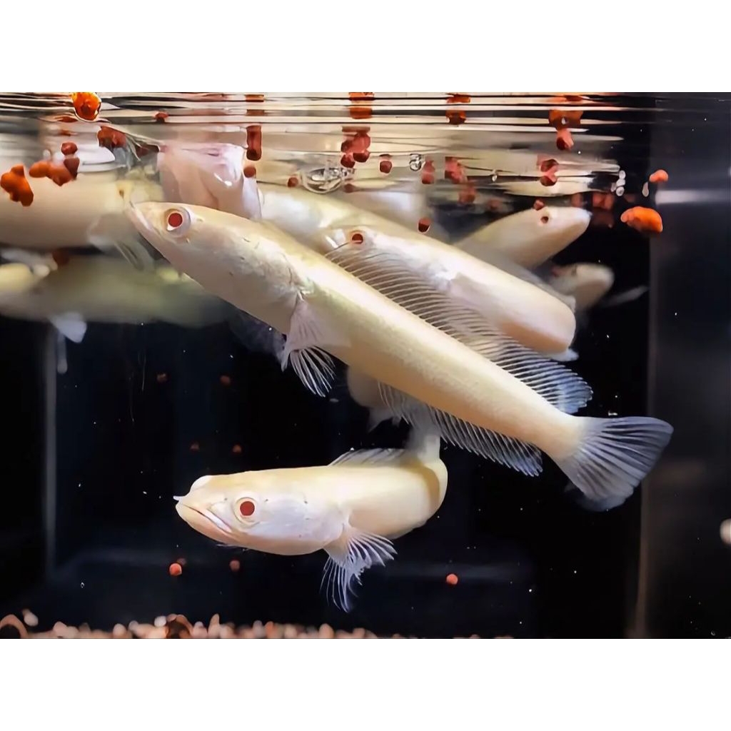 HIASAN AQUARIUM CHANNA STRIATA ALBINO MATA MERAH 10-12 CM 100% GARANSI