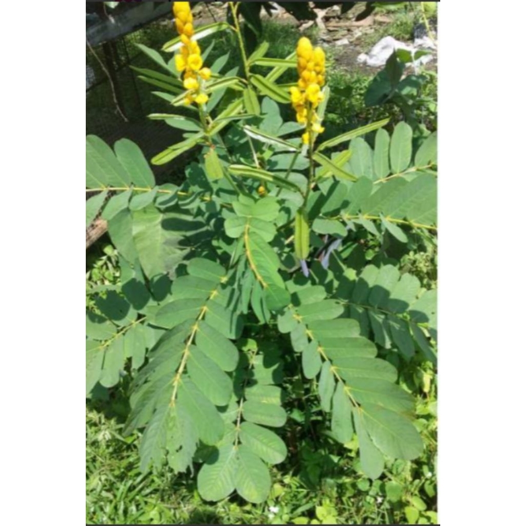 daun ketepeng