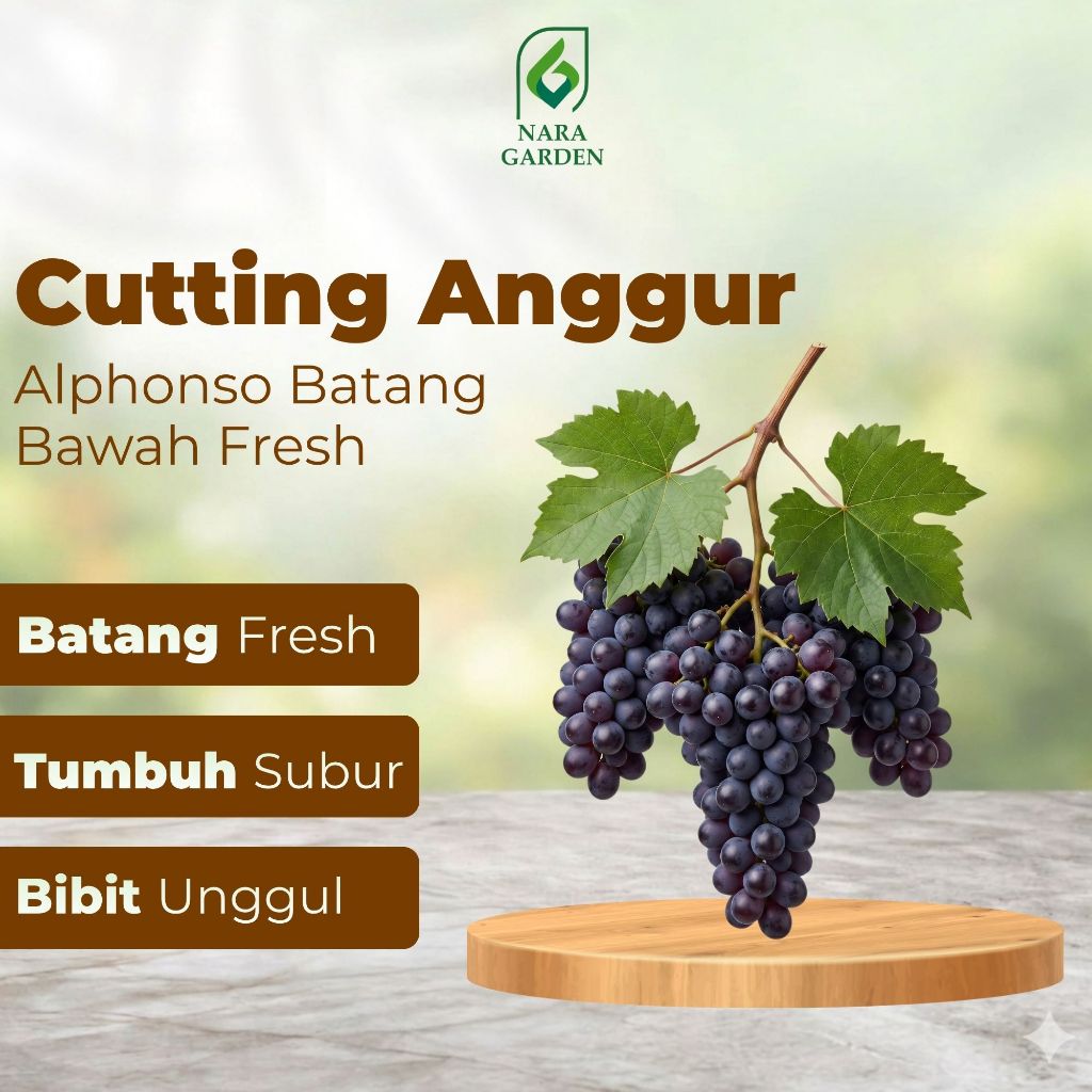 Cutting anggur jenis alfonso/ batang bawah