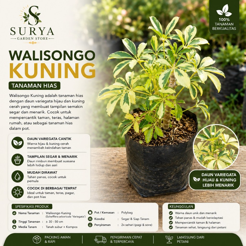 walisongo varigata (Heptapleurum actinophyllum) - Tanaman hias walisongo golden varigata / daun wali