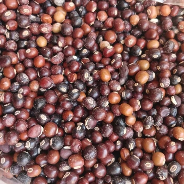 Biji Cipir 1 kg / Botor 1kg / Biji Kecipir 1 kg / Biji Cipir / Biji Kecipir /Botor/ Biji Kecipir 1 k