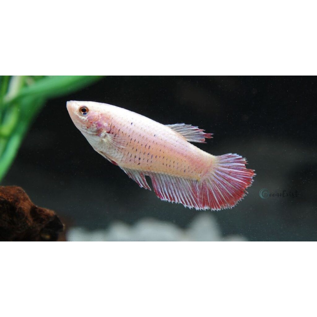 Ikan Cupang Betina | Random