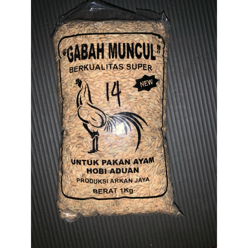 GABAH MUNCUL (UNTUK PAKAN AYAM)