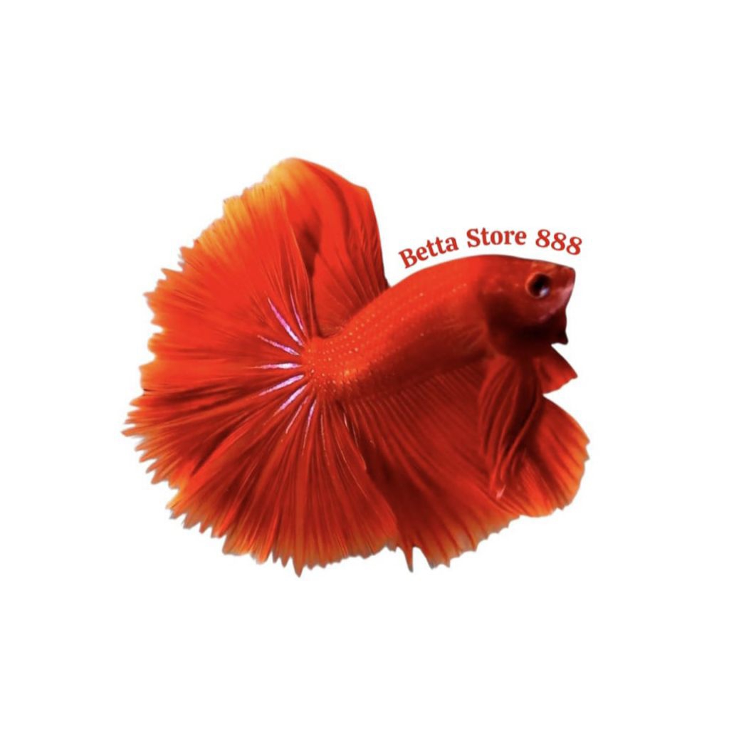 CUPANG HM SUPER RED + HALFMOON SUPER RED GRADE A+