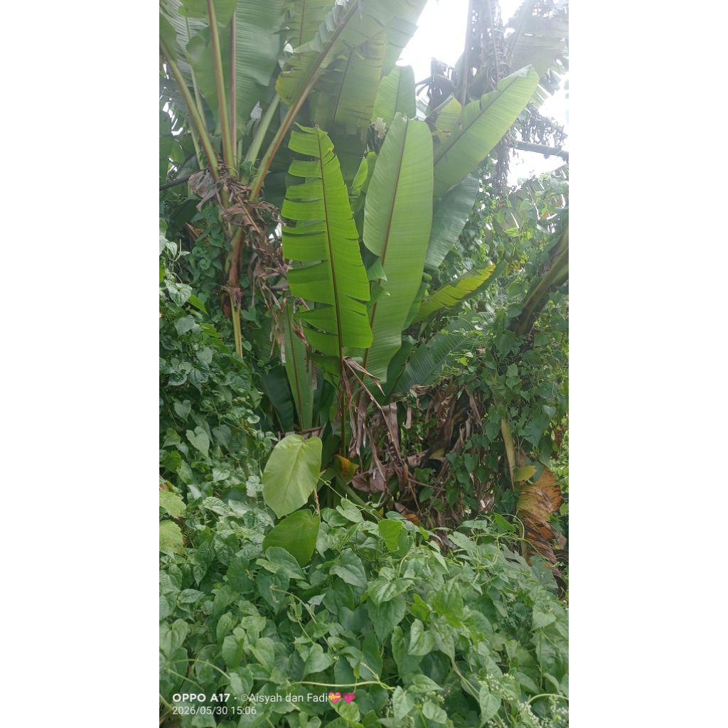 bonggol pisang monyet herbal tradisional asli