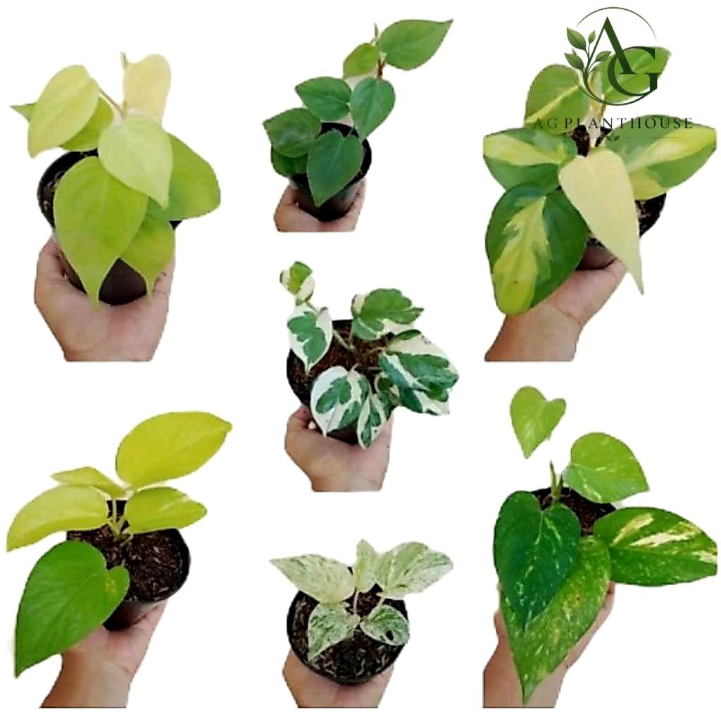 Paket 7 Tanaman Hias Pembersih Udara / Tanaman Hias Srigading Lemon / Srigading Varigata / Srigading