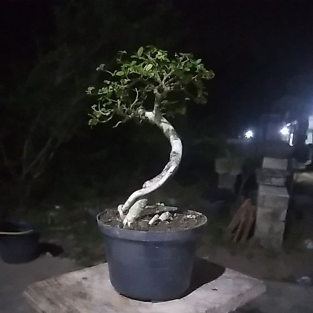 Bonsai serut small