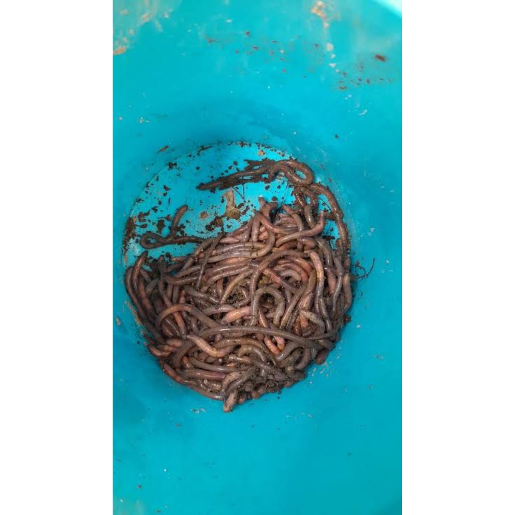 Cacing Kalung Gesit/Cacing Kalung Kolet 100gram