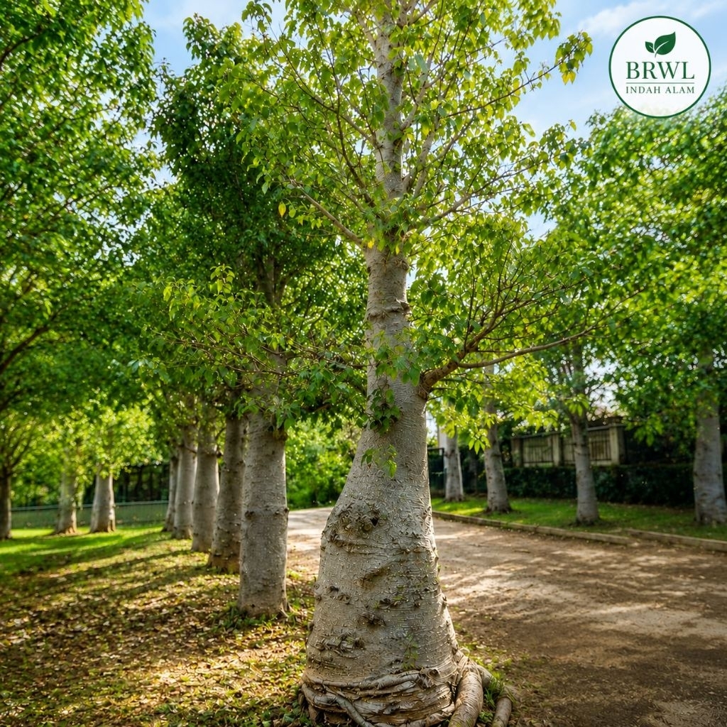 Pohon Kaki Gajah (Baobab) Jumbo – Tanaman Hias Batang Besar Premium untuk Taman Rumah, Perkantoran, 