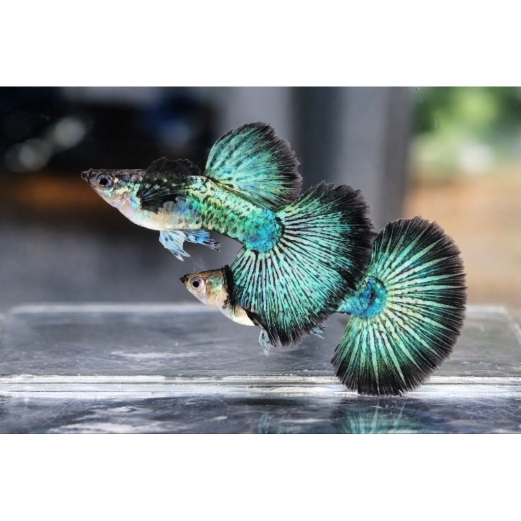 hiasan aquarium guppy green dragon indukan