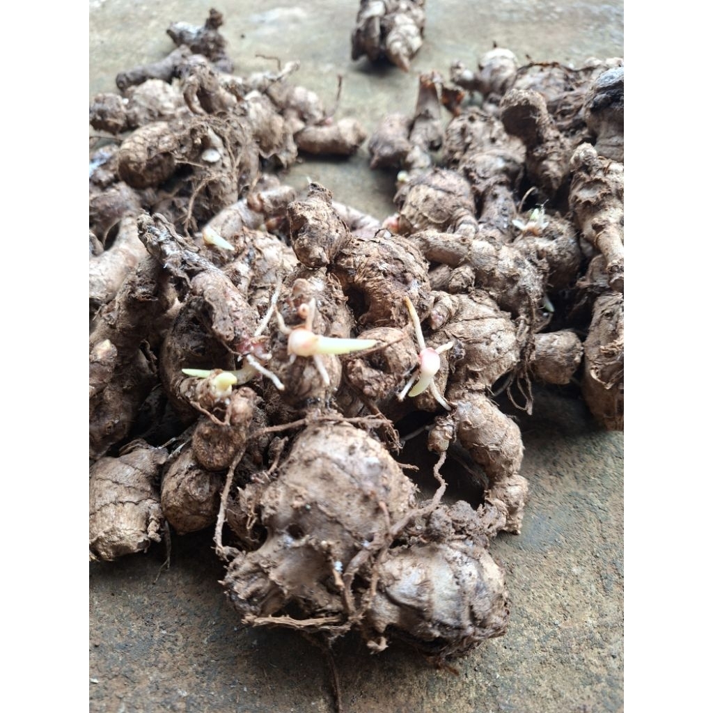 Bibit jahe merah bertunas/bibit jahe emprit/jahe gajah bertunas/bibit jahe siap tanam