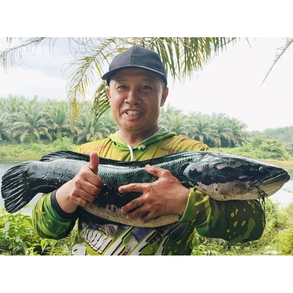 Ikan toman danau segar alami untuk koleksi atau di pelihara ukuran dari 40 cm s / d 95 cm