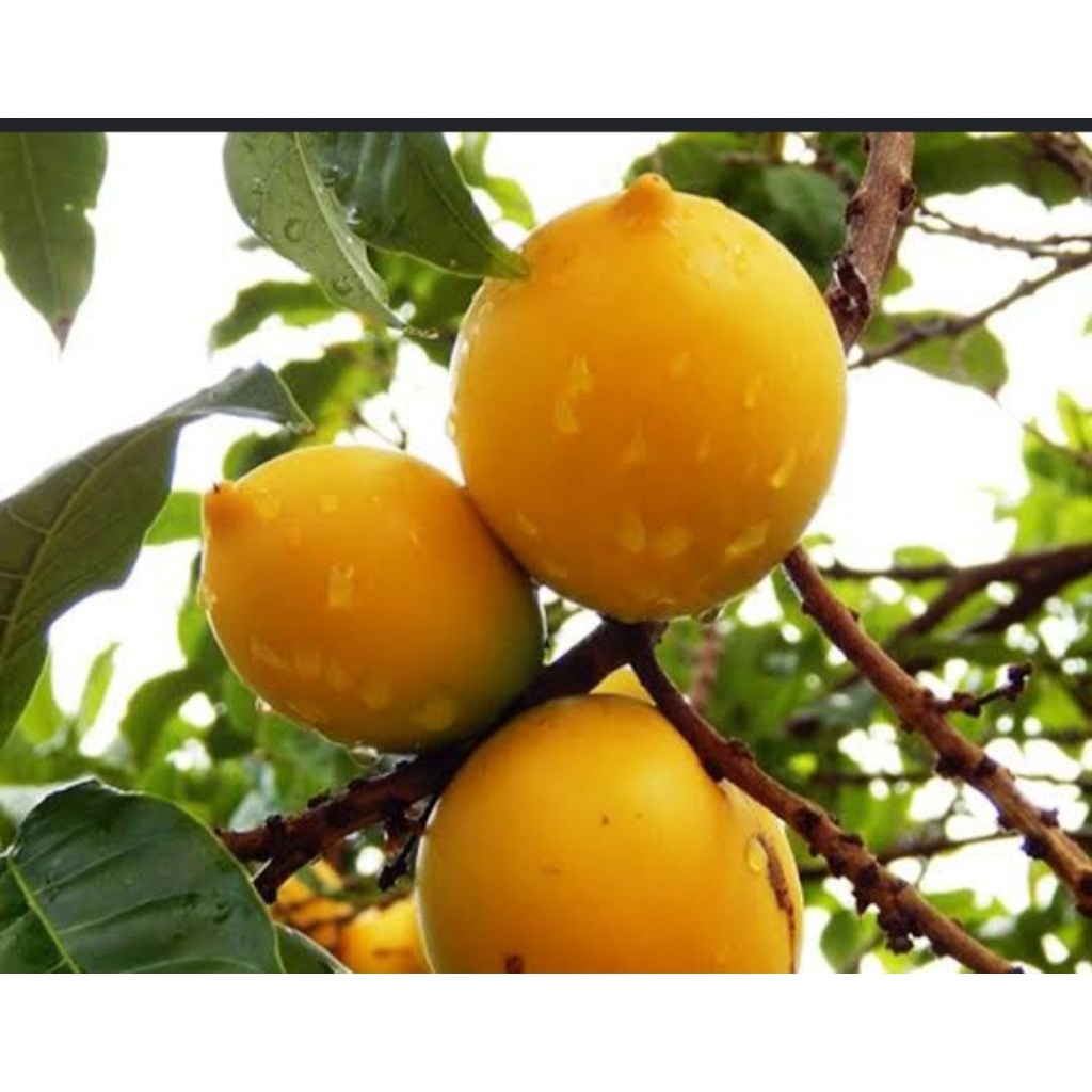 Bibit abiu jumbo ekonomis