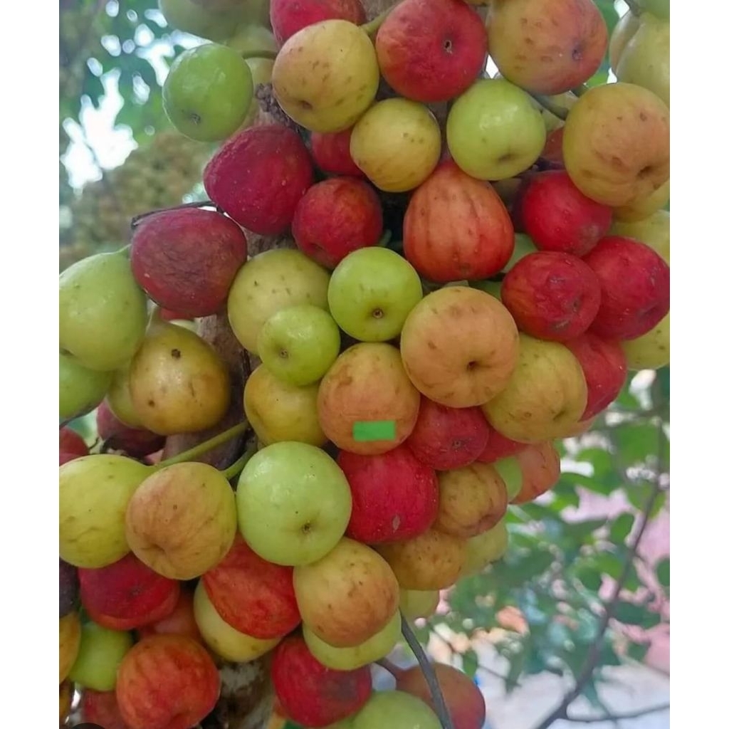 buah loa ara 500 gram segar