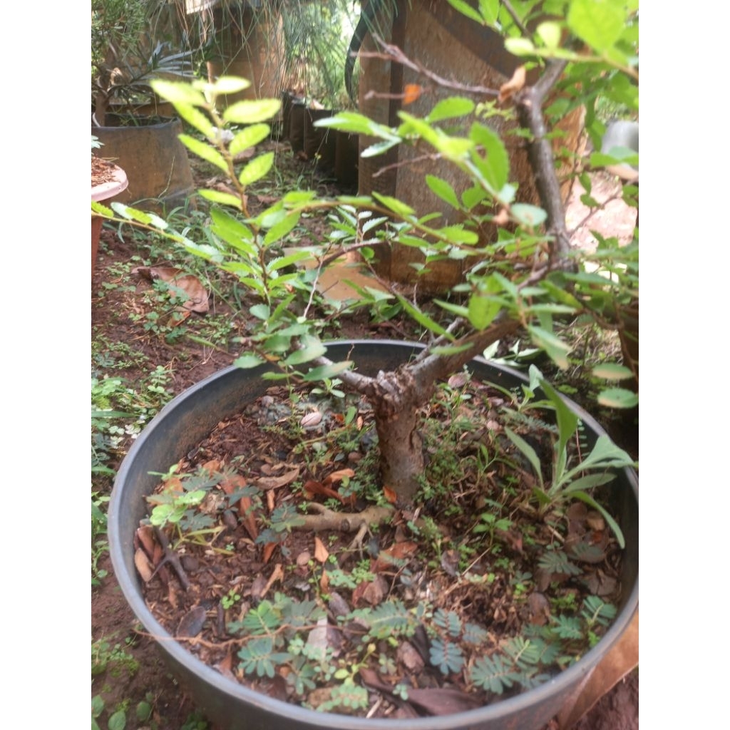 Bonsai ulmus