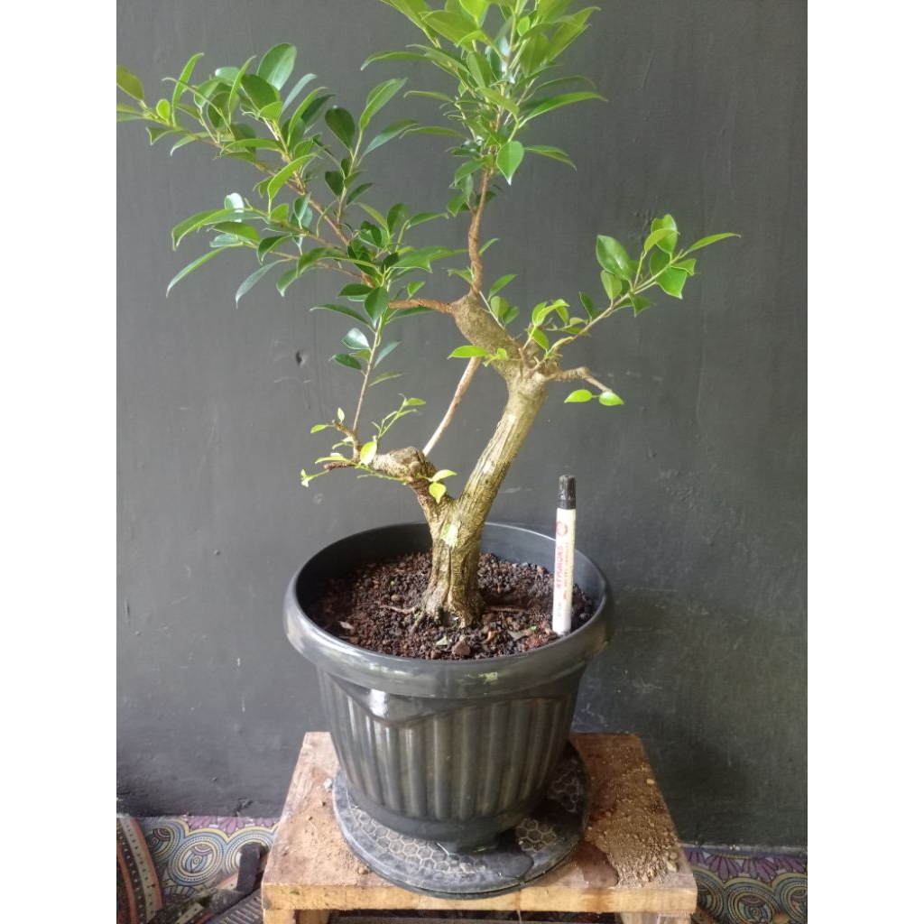Bahan bonsai kimeng small