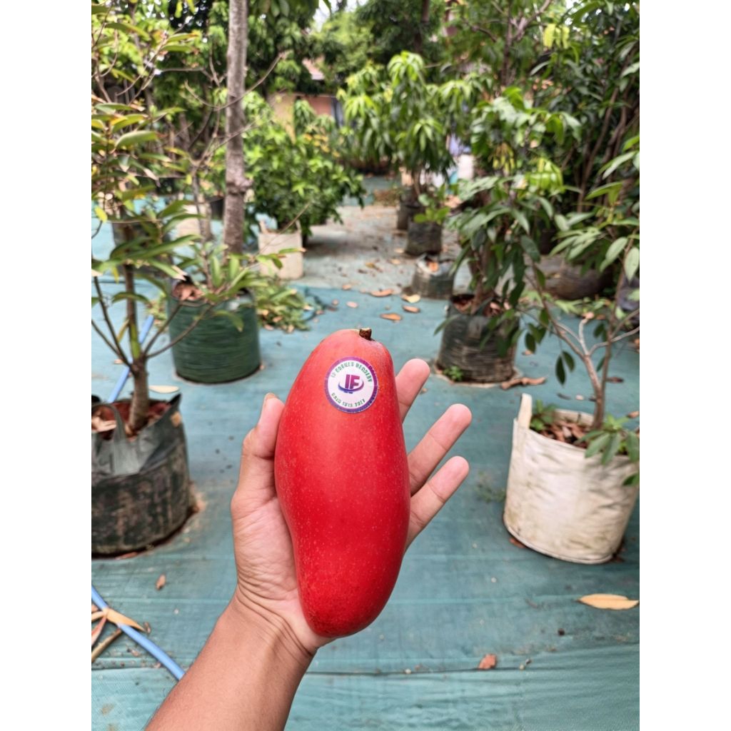 Entres cutting mangga import Chisee/Jhi zhi entris untuk bahan sambung okulasi