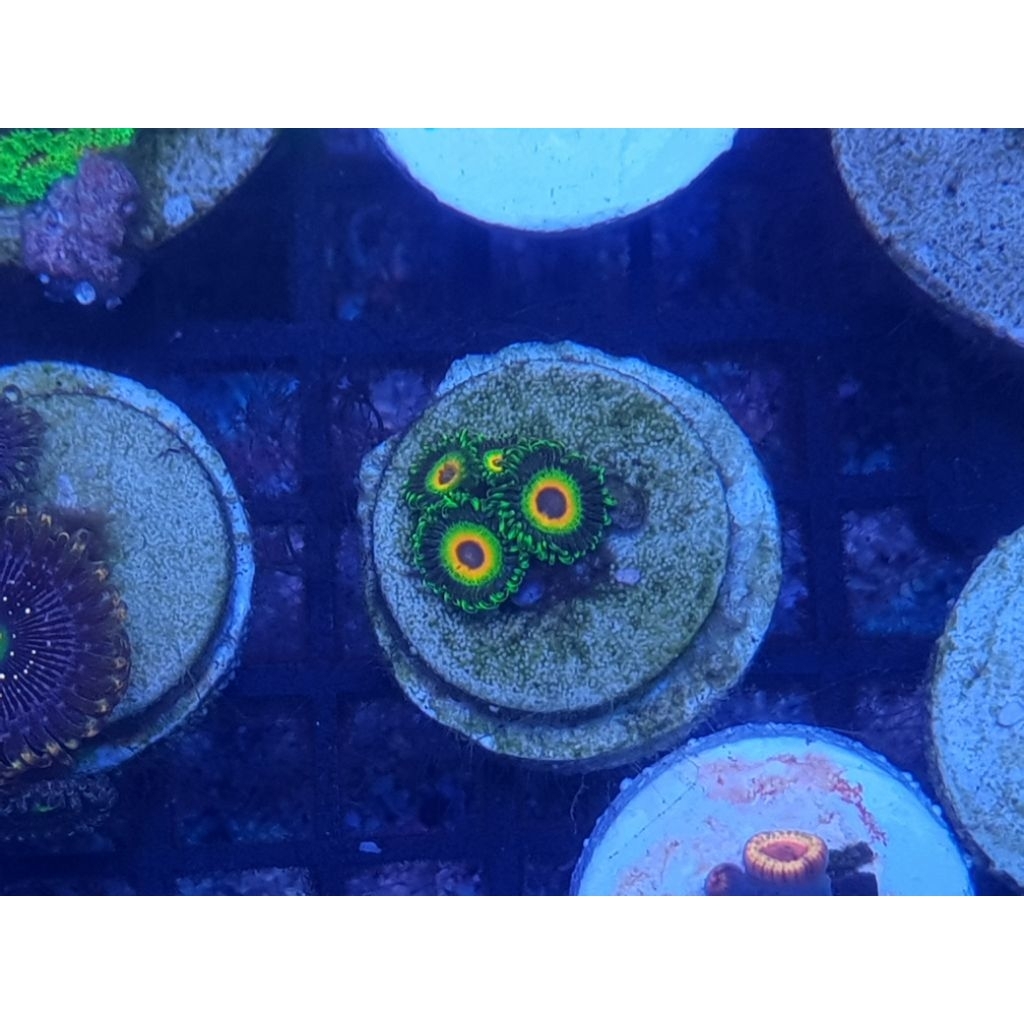 Zoa True Rasta Per Frag