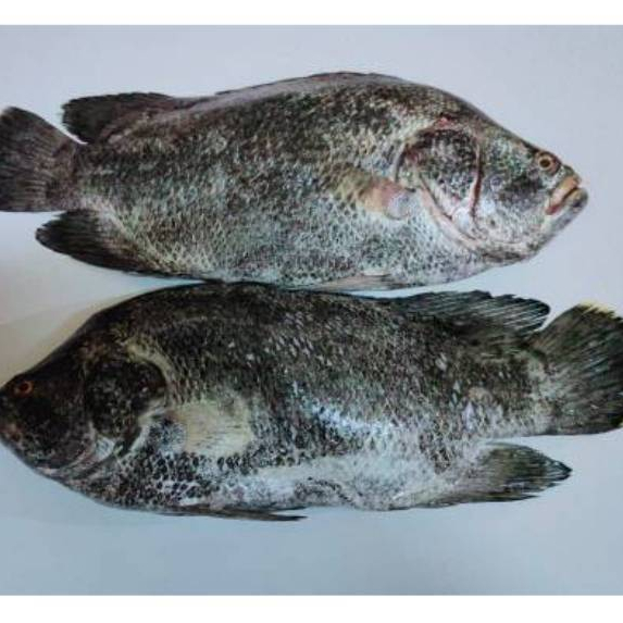 ikan kakap hitam fresh, kakap hitam segar, ikan laut segar, ikan kakap premium, kakap hitam 500g, ka