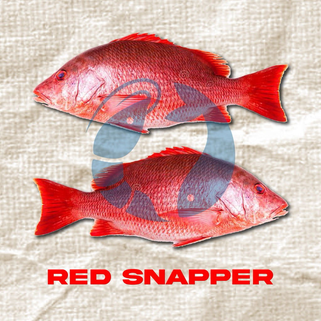 Kakap Merah/Red Snaper Fresh Frozen