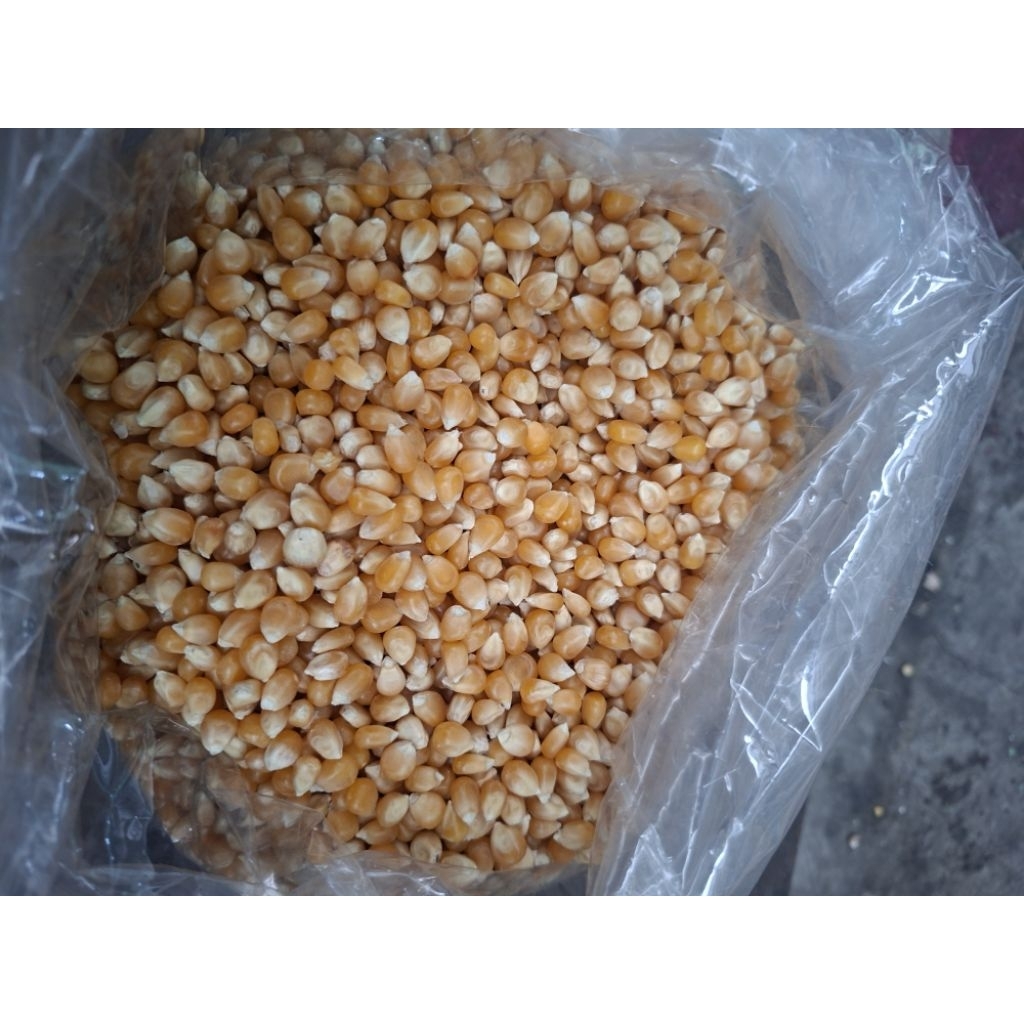 Jagung popcron kualitas best