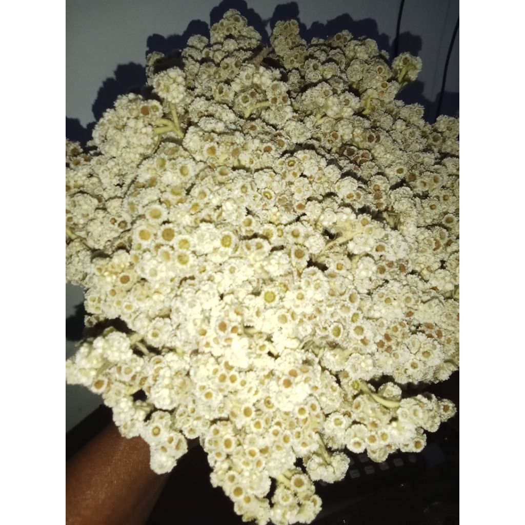 BUNGA EDELWEIS KERING
