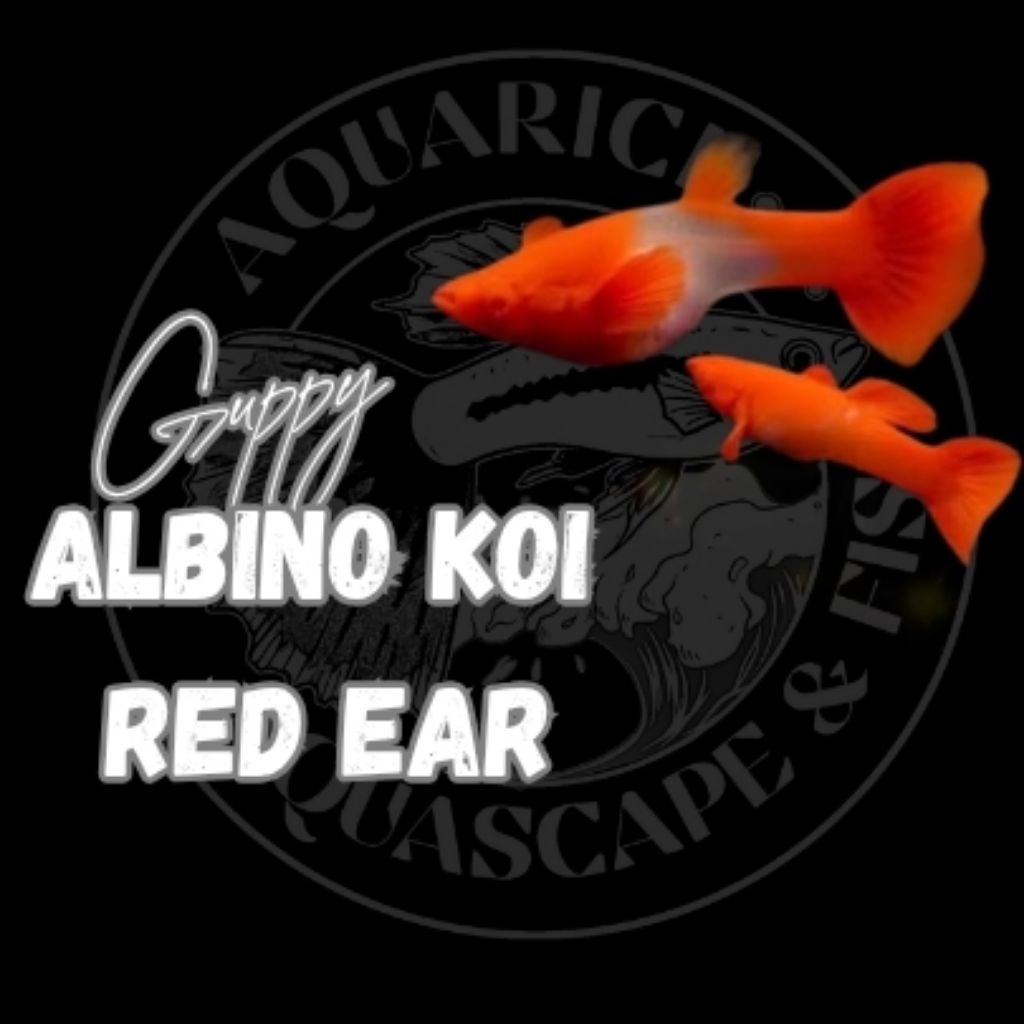 Stiker GUPPY ALBINO KOI  RED EAR – IKAN HIAS CANTIK & BERKUALITAS