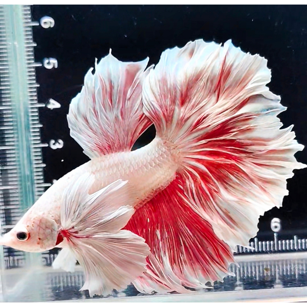 Cupang Plakat Halfmoon Dumbo Ear FCCP Fancy Hellboy Avatar Betta Fish (REAL PIC) PART 2