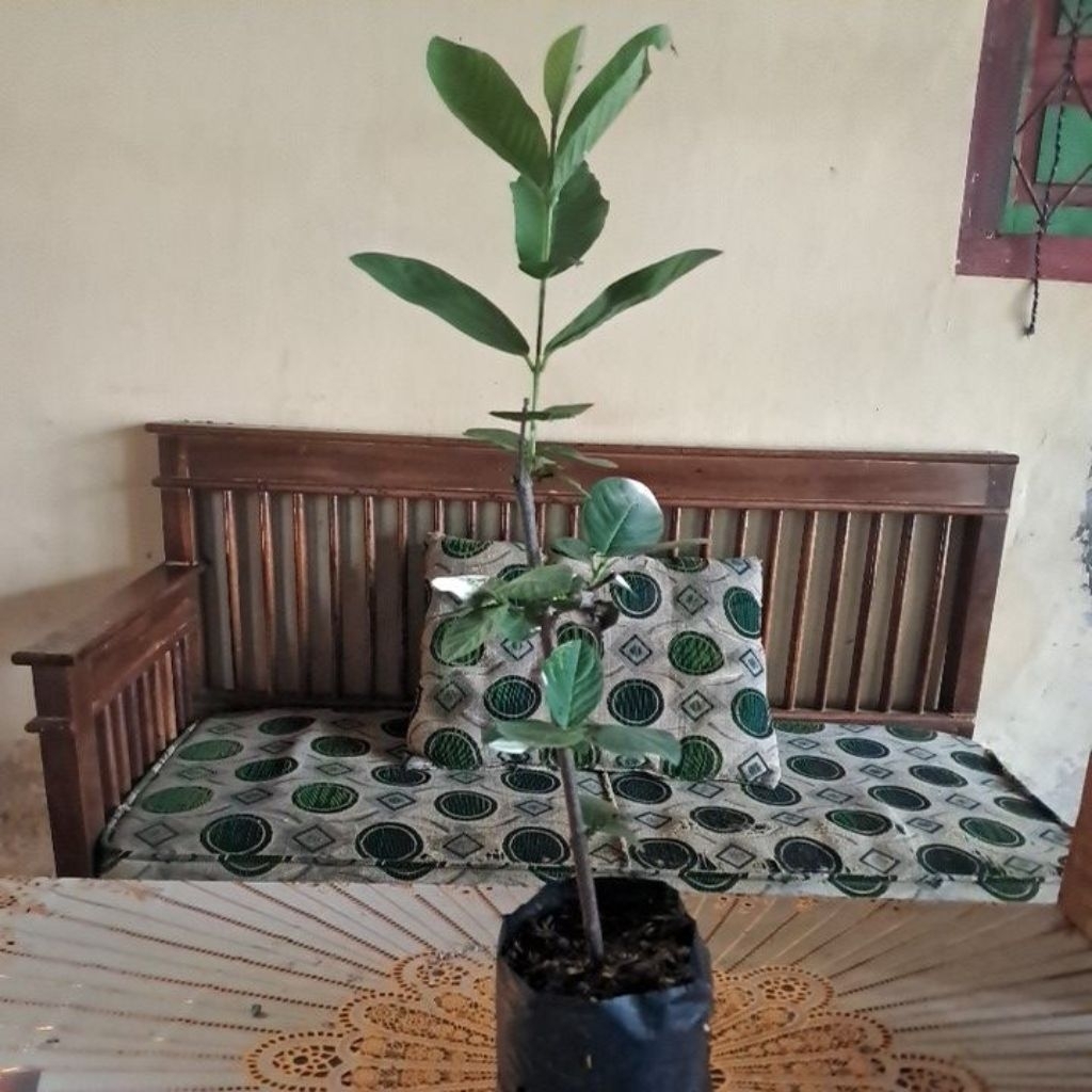 bibit jambu kistal cangkok