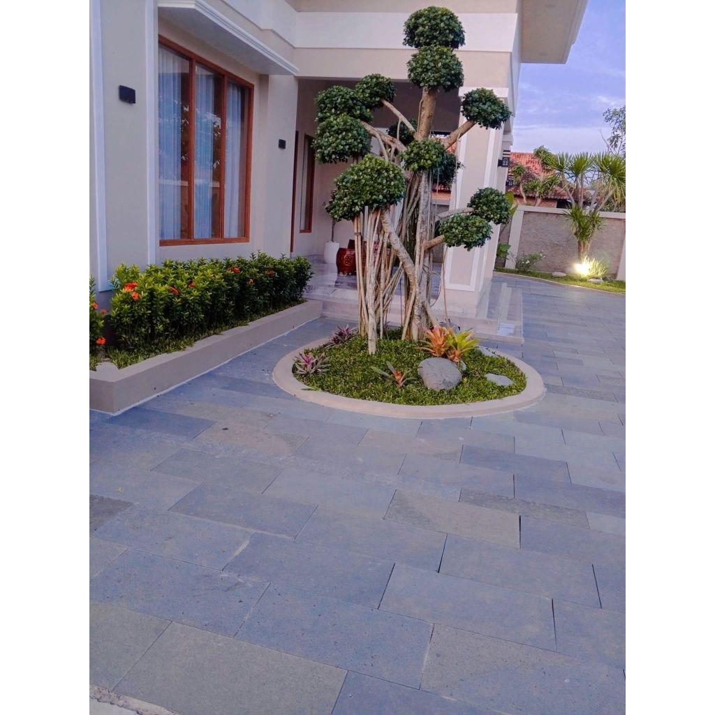 Taman Bonsai Beringin dolar (Gratis survey lokasi) 100%Garansi