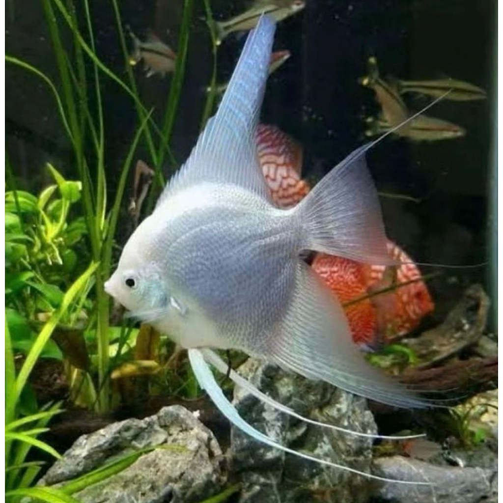 Manfish platinum slayer hiasan aquarium